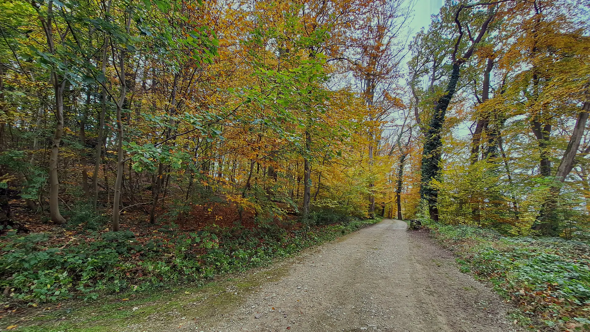 Wald